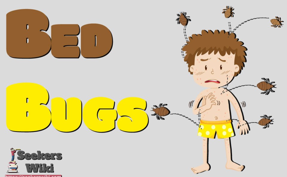 Everything You Need To Know If You Woke Up With Bed Bug Bites